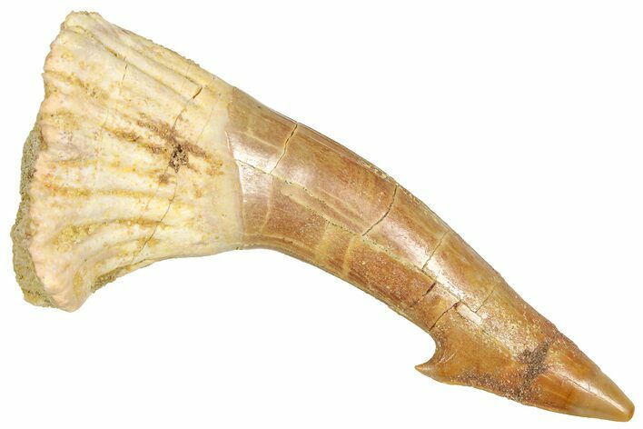 Fossil Sawfish (Onchopristis) Rostral Barb - Morocco #366701
